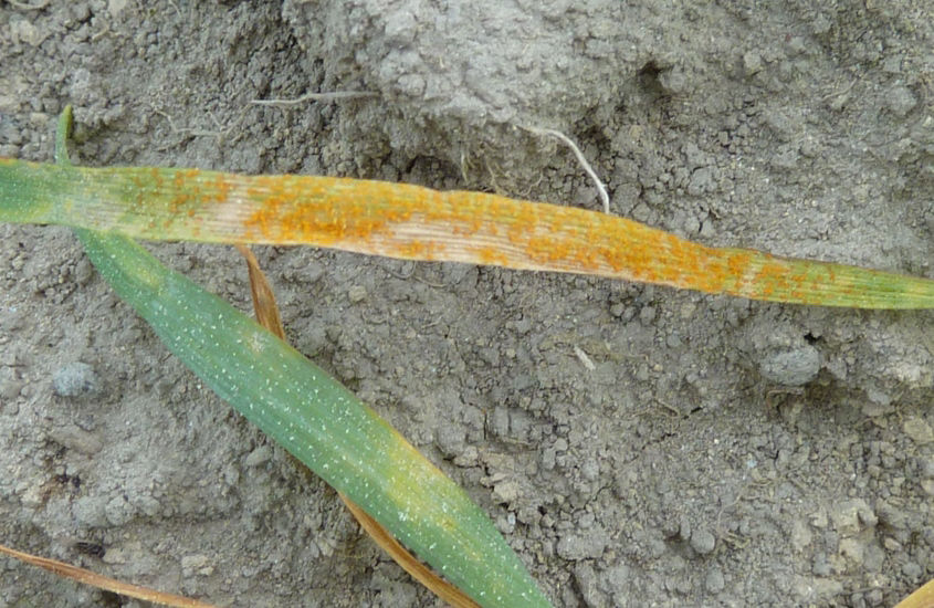 Stripe Rust - Wheat